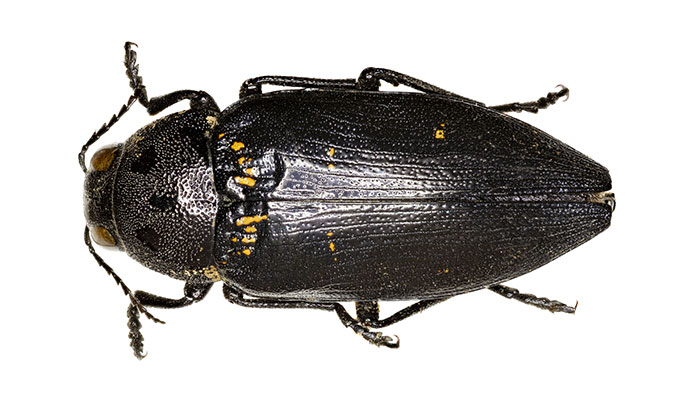 Wood Boring Beetles 04