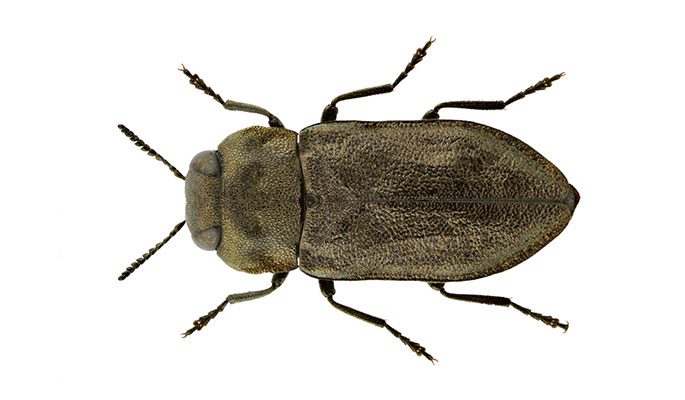 Wood Boring Beetles 06